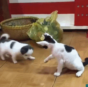 好猫都让猪给拱了,连猪都有猫吸!