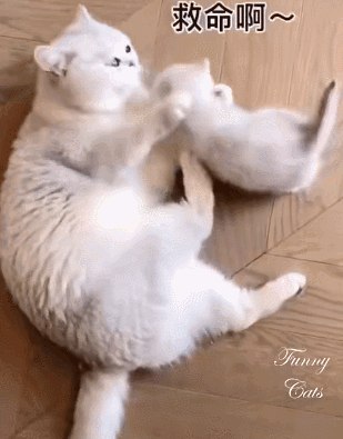 好猫都让猪给拱了,连猪都有猫吸!
