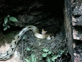 鸟妈妈叼来小蛇喂宝宝,大蛇把一窝全