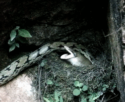 鸟妈妈叼来小蛇喂宝宝,大蛇把一窝全