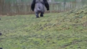 不隐藏了!盘点被摄影机拍到的聪明动物