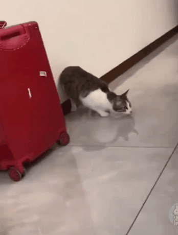 一顿操作猛如虎