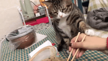当看到铲屎官吃螺蛳粉时,在猫咪眼里那就是吃屎,螺蛳粉是什么?