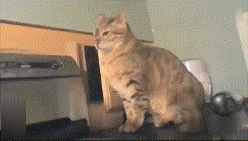 1.黑足猫黑足猫身材娇小可爱,是猫科动物中体型较小的品种之一.