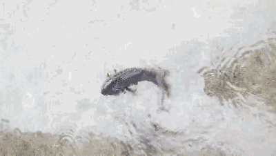 徒手抓鱼满池鲜活的大鱼真人捕鱼场网络图凭门票全场免费玩哦不拥堵