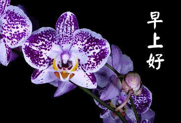 每日早安问候语早上好祝福表情动图