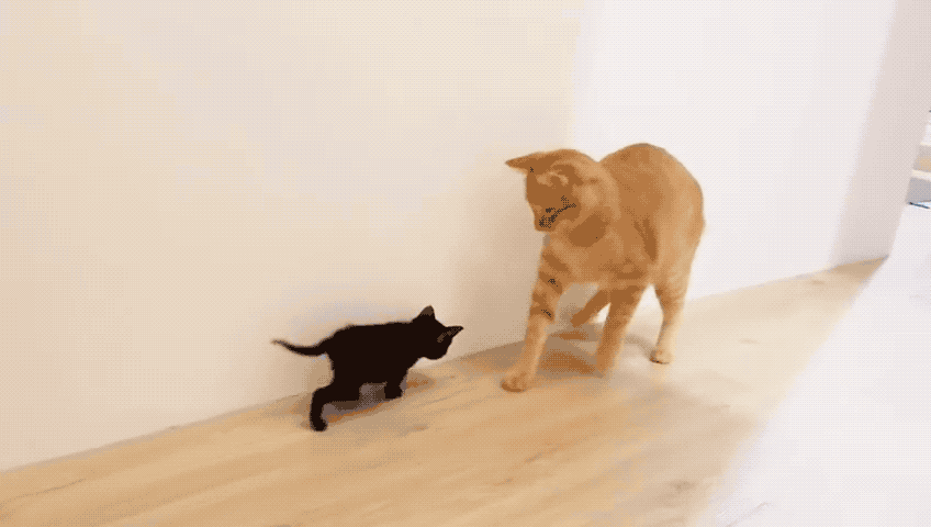 史上最惨肥橘虎口夺食结果差点没命了