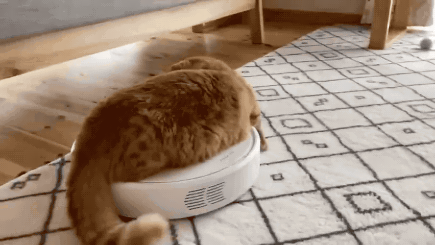 史上最惨肥橘虎口夺食结果差点没命了