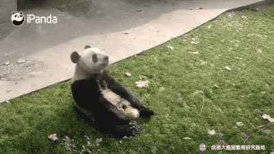 拒绝人挤人,这才是假期的理想状态嘛|熊猫一刻