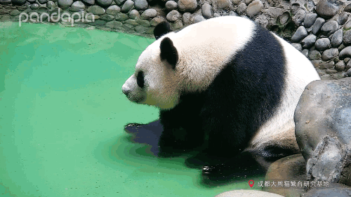 滚滚图享你们想看的大熊猫泡澡图来啦