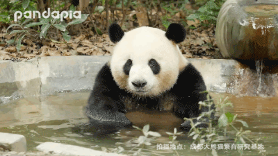 滚滚图享你们想看的大熊猫泡澡图来啦