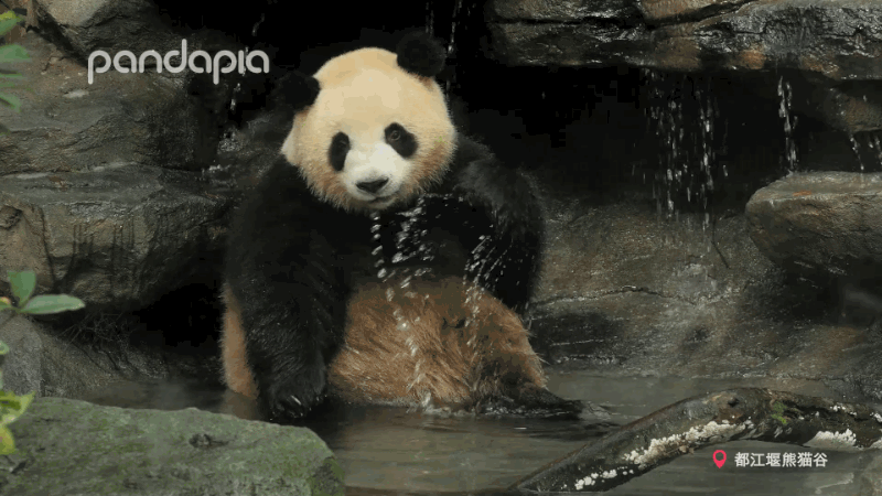 滚滚图享你们想看的大熊猫泡澡图来啦