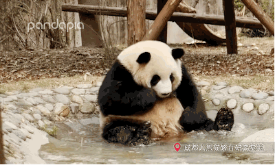 滚滚图享你们想看的大熊猫泡澡图来啦