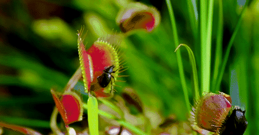 我们习惯把植物看作和平的绿色生物,它们在原地一动不动,无害地吸收