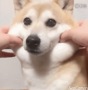 千万别养柴犬它真的太迷惑了