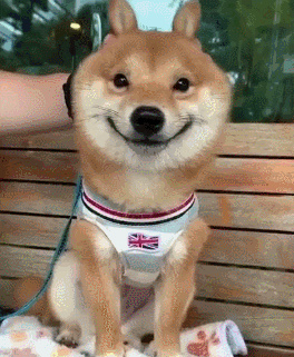 谁能拒绝镜头感满分当你和柴犬说要拍照后甜美微笑01真让人琢磨不透