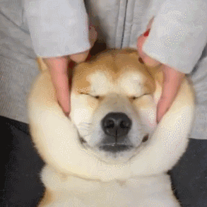 可爱的小圆脸我想应该没人不喜欢柴犬