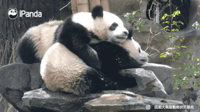 大熊猫帅起来还有人什么事儿?|熊猫一刻
