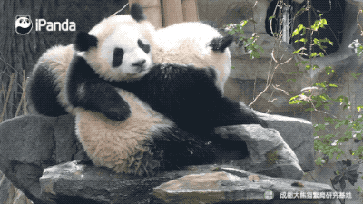 我的你别想动~ 奶妈是我的,竹筐是我的,连小熊友也是我的!