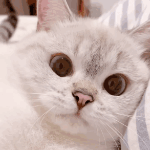 小猫咪系列表情包二_腾讯新闻