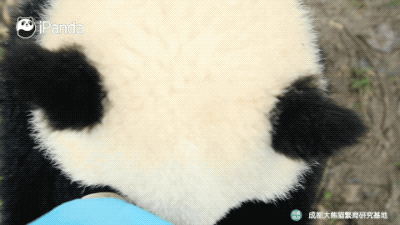 向上吧,年轻熊!|熊猫一刻