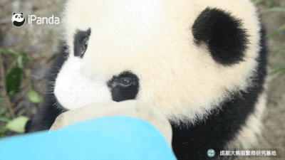 被大熊猫抱大腿真的很快乐吗?啃了个寂寞!