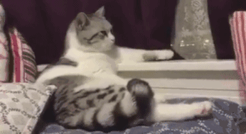 你可能不知道的猫言猫语