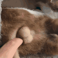 我家猫是个露蛋狂魔现场已经控住不住了