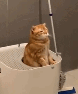 猫咪拉粑粑学问多光姿势也有千差万别这些奇葩姿势你见过吗