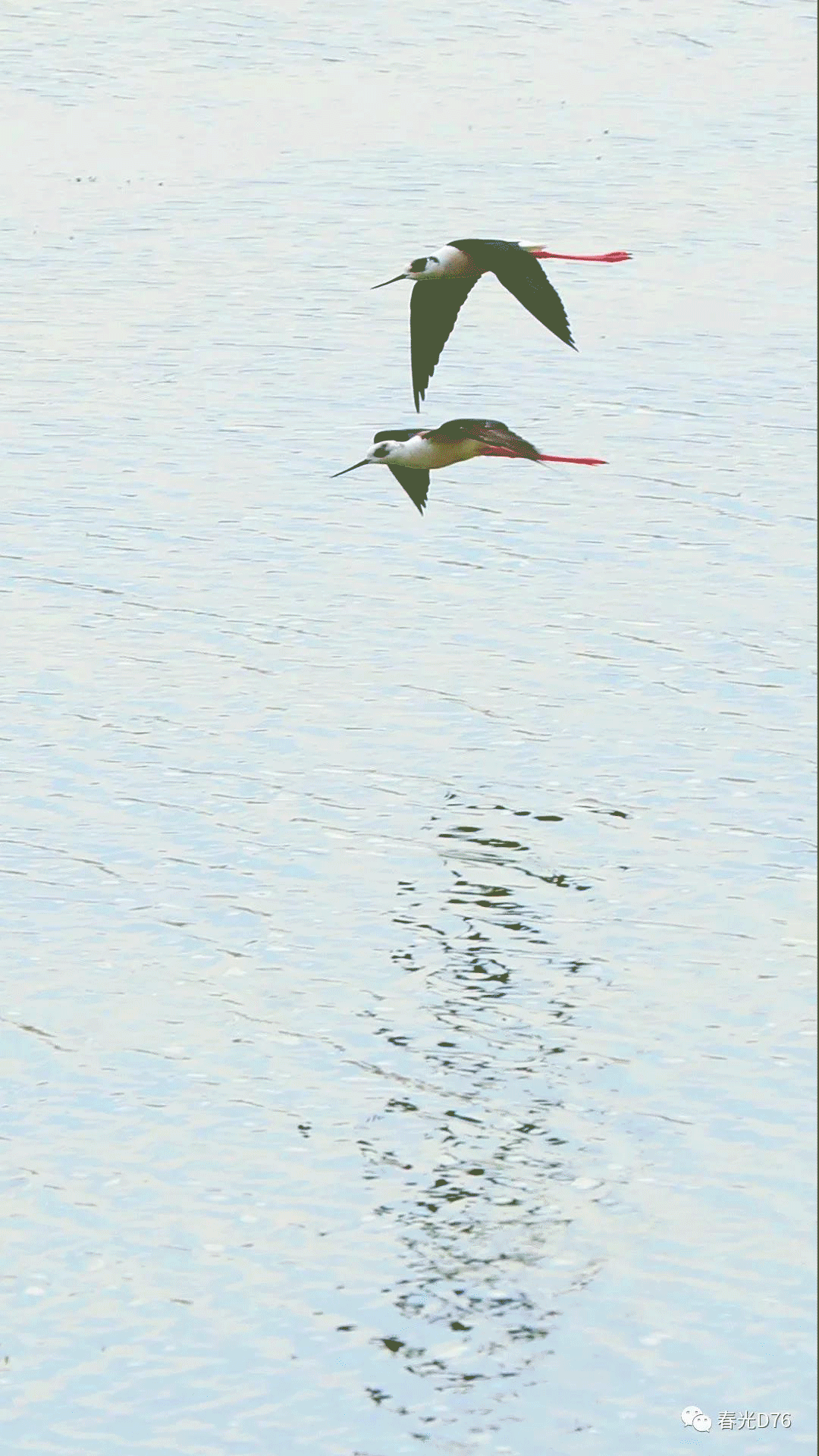 沙燕碧草缦如线,去来双飞燕.摄影:王春光编辑制作:秦安琪 李立