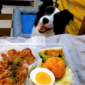 主人正要吃饭抬头看到边牧的举动差点喷了