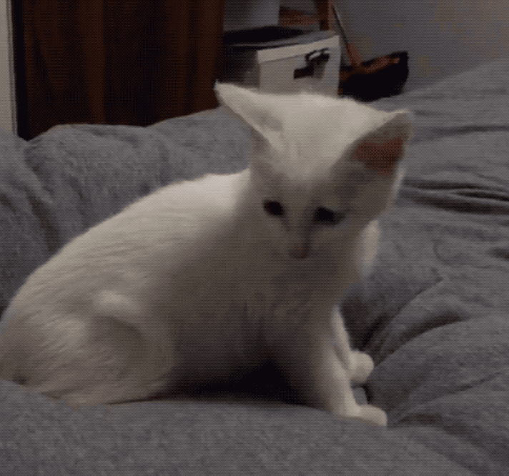 第一次尝到美味的猫粮;情不自禁地站在饭碗里吧唧吧唧!