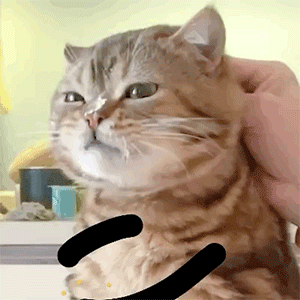 猫咪表情包看不透你个憨憨