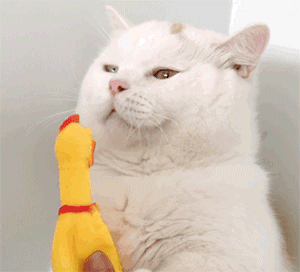猫咪表情包:看不透你个憨憨