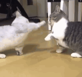 一女孩被猫抓后手臂莫名长出肿块竟得了这种病