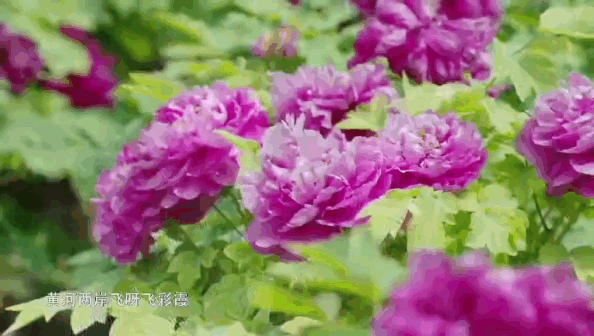 mv《我爱牡丹花》,点击欣赏吧