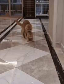 208_269gif 动态图 动图