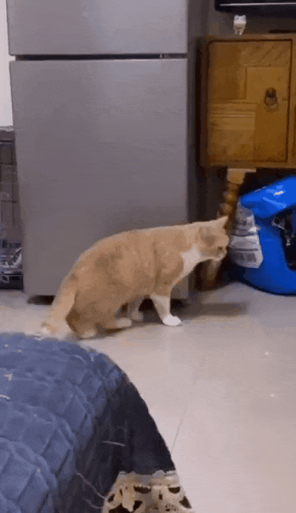 我寻思一只猫有多废直到