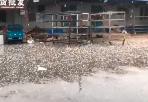 有些地区还下了大雨地上铺了厚厚一层不一会,这样的强对流很吓人疾风