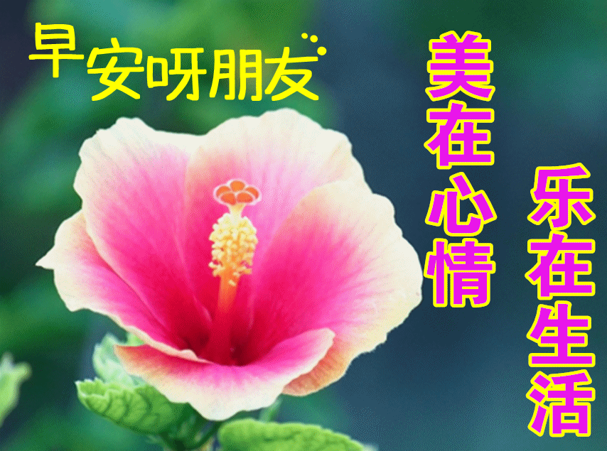 炎炎夏季,惦记着你,早安!亲爱的朋友