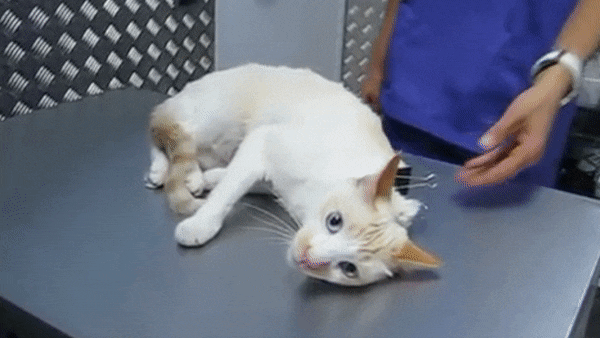 拎起猫的后颈肉,猫就会被催眠了?