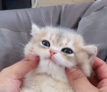 气氛还算融洽 张大夫的手法果然名不虚传啊, 小手这么一捏一按,猫咪变