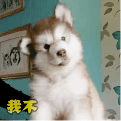 表情包你是真的狗