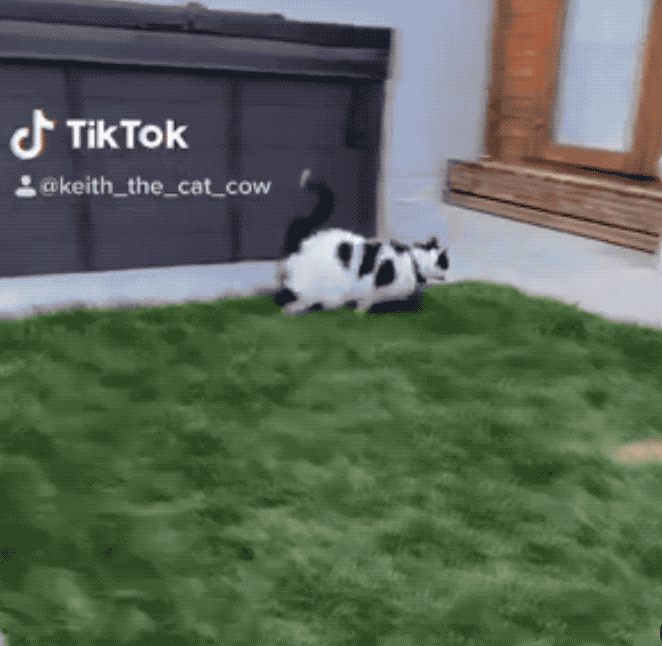 从救助站扛回一只奶牛猫结果全网都说它怀了