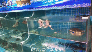 搞笑gif段子:在地铁上,我越发的感觉现在乘客们素质低