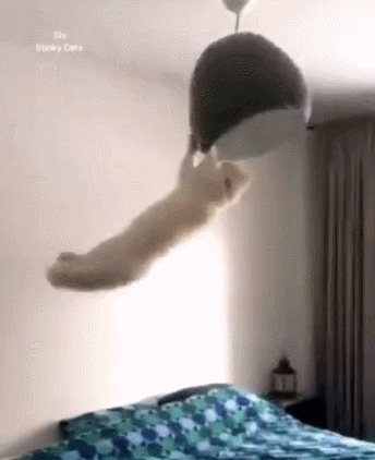 猫片当代青年的精神大保健