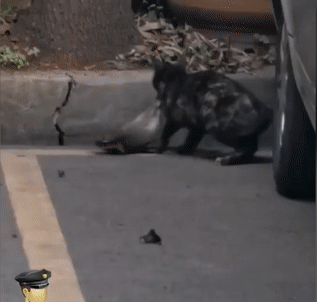 好嚣张的一只猫偷鱼都偷到派出所了猫最危险的地方就是最安全的地方