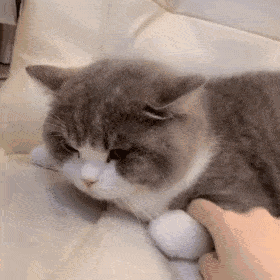 可爱猫咪女生必备表情包_腾讯新闻