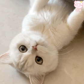 可爱猫咪女生必备表情包_腾讯新闻