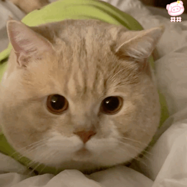 可爱猫咪女生必备表情包_腾讯新闻